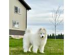 Samoyed Puppy for sale in Plummer, ID, USA