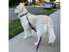 Golden Retriever Puppy for sale in Huntington Beach, CA, USA