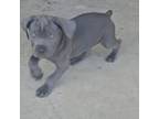 Cane Corso Puppy for sale in Dansville, NY, USA