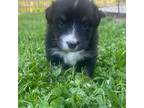 Australian Shepherd Puppy for sale in Yadkinville, NC, USA