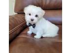 Maltese Puppy for sale in Cumming, GA, USA