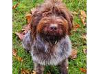 Wirehaired Pointing Griffon Puppy for sale in Howard City, MI, USA
