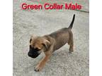 Green Collar