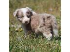 Border Collie Puppy for sale in Wichita, KS, USA