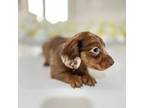 Dachshund Puppy for sale in Homestead, FL, USA