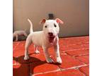 Boston Terrier Puppy for sale in Orlando, FL, USA