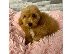 Poodle (Toy) Puppy for sale in Port Richey, FL, USA