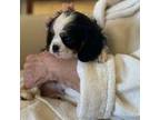 Cavalier King Charles Spaniel Puppy for sale in Andalusia, AL, USA