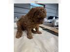 Poodle (Toy) Puppy for sale in Summit, MS, USA