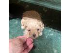 Poodle (Toy) Puppy for sale in Summit, MS, USA