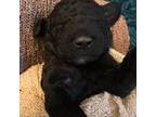 Mutt Puppy for sale in Dutton, AL, USA