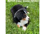 Bernese Mountain Dog Puppy for sale in Delton, MI, USA