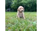 Golden Retriever Puppy for sale in Barboursville, VA, USA