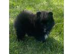 Pomeranian Puppy for sale in Moses Lake, WA, USA