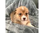 Pembroke Welsh Corgi Puppy for sale in Atlanta, GA, USA