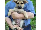 German Shepherd Dog Puppy for sale in Lumberton, MS, USA