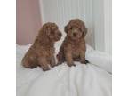 Poodle (Toy) Puppy for sale in Boiling Springs, SC, USA
