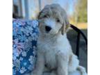 Golden Mountain Dog Puppy for sale in South Haven, MN, USA