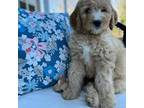 Golden Mountain Dog Puppy for sale in South Haven, MN, USA