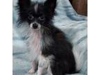 Pomeranian Puppy for sale in Knox, PA, USA