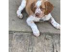 Brittany Puppy for sale in Brandon, MS, USA