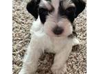 Schnauzer (Miniature) Puppy for sale in Oconomowoc, WI, USA