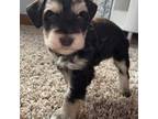 Schnauzer (Miniature) Puppy for sale in Oconomowoc, WI, USA