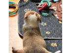 Pembroke Welsh Corgi Puppy for sale in Greenfield, MO, USA
