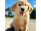 Golden Retriever Puppy for sale in Ahoskie, NC, USA