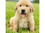 Golden Retriever Puppy for sale in Ahoskie, NC, USA