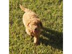 Goldendoodle Puppy for sale in Margarettsville, NC, USA