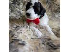 Poodle (Toy) Puppy for sale in Bowie, TX, USA