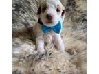 Poodle (Toy) Puppy for sale in Muskogee, OK, USA