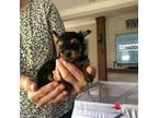 Yorkshire Terrier Puppy for sale in Thomasville, NC, USA
