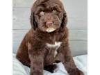 Newfoundland Puppy for sale in Zephyrhills, FL, USA