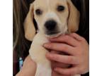 Dachshund Puppy for sale in Edenton, NC, USA