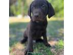 Labrador Retriever Puppy for sale in Mayo, FL, USA