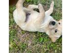 Golden Retriever Puppy for sale in Barboursville, VA, USA