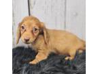 Dachshund Puppy for sale in Roanoke Rapids, NC, USA