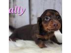 Dachshund Puppy for sale in Roanoke Rapids, NC, USA