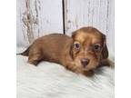 Dachshund Puppy for sale in Roanoke Rapids, NC, USA