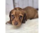 Dachshund Puppy for sale in Roanoke Rapids, NC, USA