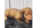 Dachshund Puppy for sale in Roanoke Rapids, NC, USA