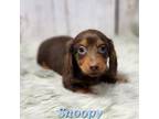 Dachshund Puppy for sale in Roanoke Rapids, NC, USA