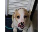 Pembroke Welsh Corgi Puppy for sale in Baldwin Park, CA, USA