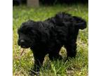 Goldendoodle Puppy for sale in Columbia, LA, USA