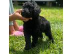 Goldendoodle Puppy for sale in Columbia, LA, USA