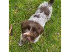 Wirehaired Pointing Griffon Puppy for sale in Howard City, MI, USA