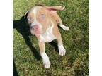 American Pit Bull Terrier Puppy for sale in Fort Collins, CO, USA