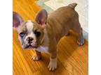 French Bulldog Puppy for sale in Freeport, IL, USA